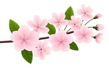 Bir dal çiçek açması kiraz (sakura) vektör görüntüsü. Pembe bahar çiçekleri beyaz izole yeşil yaprakları ile. EPS 10.