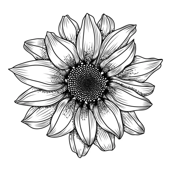Papatya Veya Krizantem Çiçeği Mürekkep Tarzı Vektör Çizilmiş Görüntü Eps — Stok Vektör