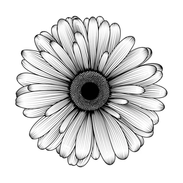 Vektor Handgezeichnetes Bild Von Kamille Gänseblümchen Oder Chrysanthemenblüte Tuschestil Folge — Stockvektor