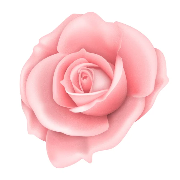 Векторне Реалістичне Зображення Квітки Рожевої Троянди Ізольовано Білому Епс — стоковий вектор