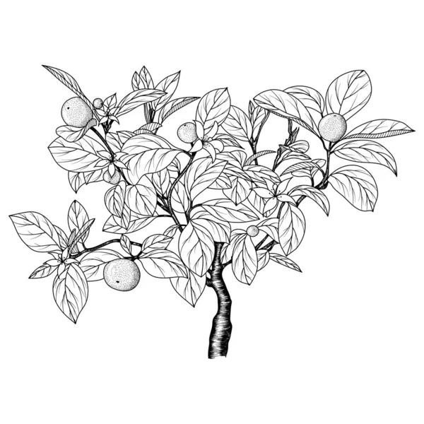Imagem Desenhada Mão Uma Árvore Laranja Tangerina Esboço Desenhado Tinta — Vetor de Stock