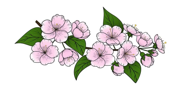 Image Vectorielle Dessinée Main Une Branche Cerisier Fleurs Sakura Fleurs — Image vectorielle