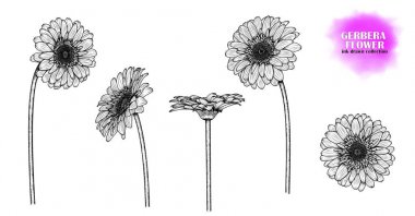 Gerbera (papatya, krizantem), elle çizilmiş 5 çiçek seti. Mürekkeple çizilmiş çiçek. Vektör Eps 10.