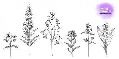 El çizilmiş, mürekkep çizilmiş vahşi çiçekler: Forget-Me-değil, lungwort, zambak vadi, söğüt Herb, Bellflower, menekşe. Siyah ve beyaz. Vektör EPS 10.