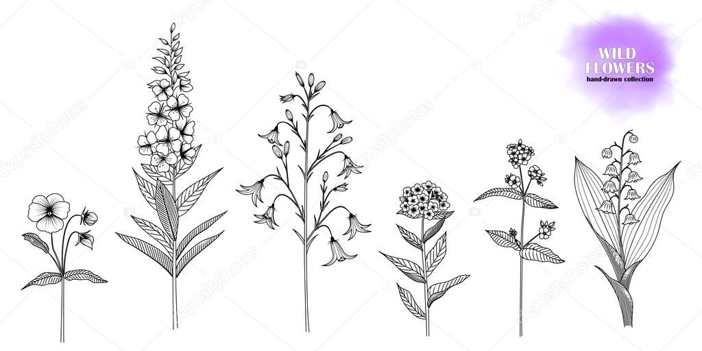 Set of hand-drawn, ink drawn wild flowers: Forget-me-not, lungwort, lily of the valley, willow herb, bellflower, violet. Black and white. Vector EPS 10.