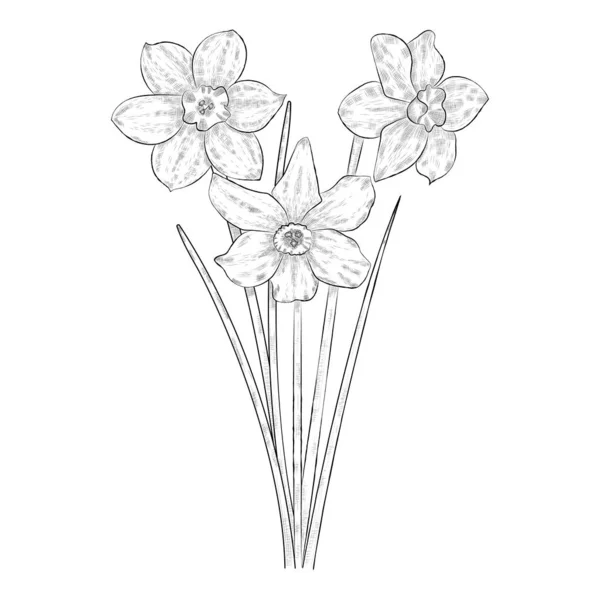 Desenho Preto Branco Desenhado Mão Flores Narcisos Vector Eps —  Vetores de Stock