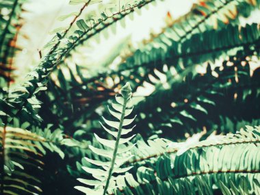 Güneş ışığında tropikal eğreltiotu yaprakları yeşil görünümü Kapat