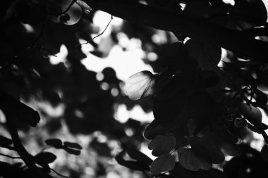 Siyah ve beyaz tropikal yapraklar