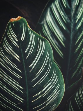 Yeşil tropik yaprakların güzelliği