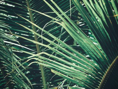 Güzel palm tropikal yaprak