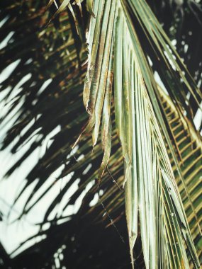 Hindistan cevizi hurma tropikal yaprak güzel