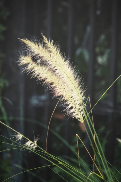 Vackra Vita Gräs Blommor — Stockfoto