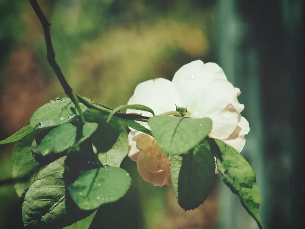 Цветок Белой Розы — стоковое фото