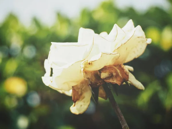 美丽的白玫瑰花 — 图库照片