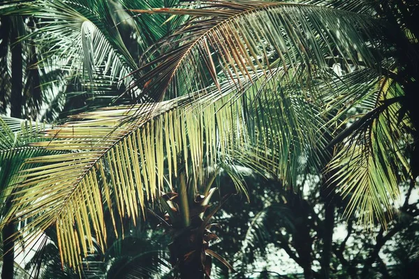 Zamknij Widok Kokosowe Palmy Tropikalny Liści — Zdjęcie stockowe