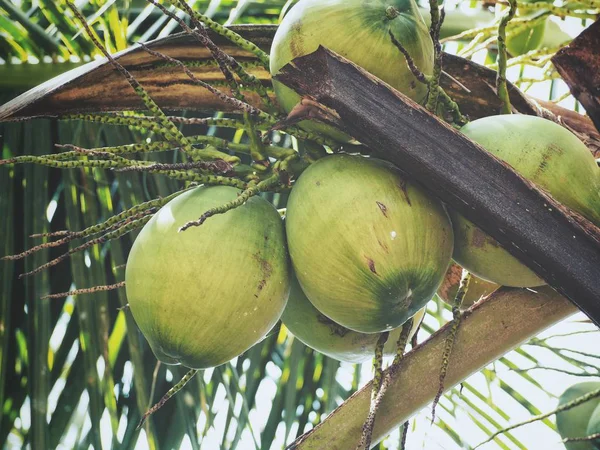 Kokosa Zielony Napój Drzewo — Zdjęcie stockowe