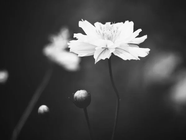 Flor Cosmos Blanco Negro — Foto de Stock