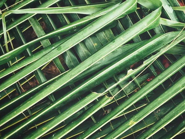 Вид Тропические Листья Кокосовой Пальмы — стоковое фото