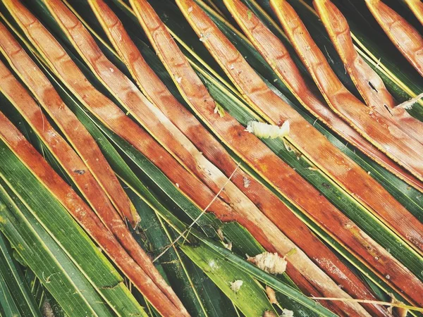 Вид Тропические Листья Кокосовой Пальмы — стоковое фото