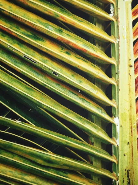 Zavřít Pohled Kokosové Palmy Tropické Listy — Stock fotografie