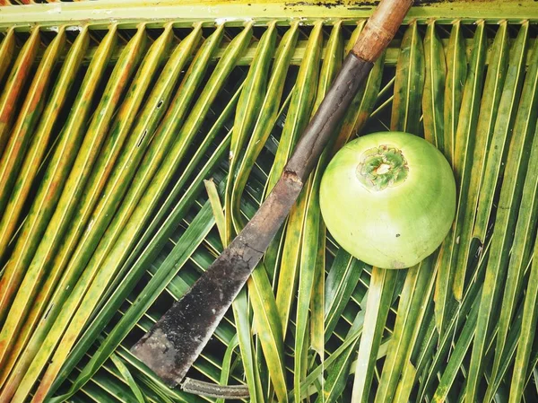 Kokos Drink Löv Bakgrund — Stockfoto