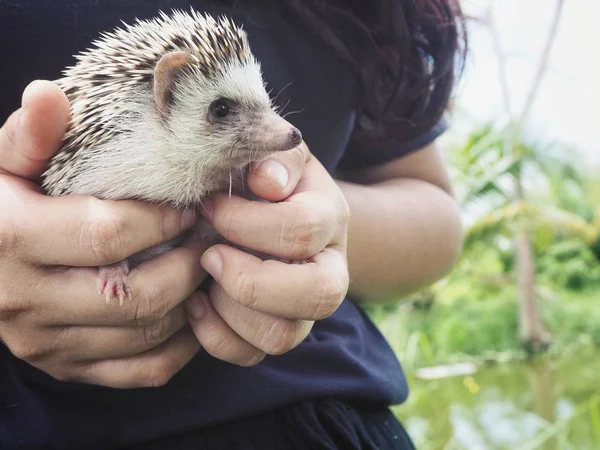 Gros Plan Hérisson Sur Les Mains — Photo