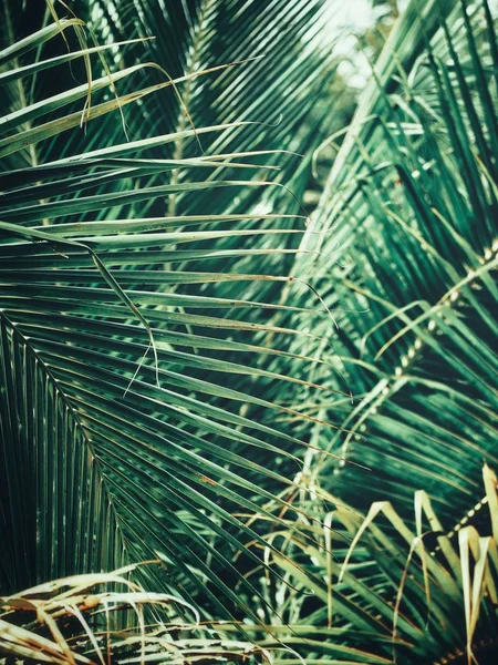 Güzel palm tropikal yaprak