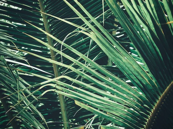 Güzel palm tropikal yaprak