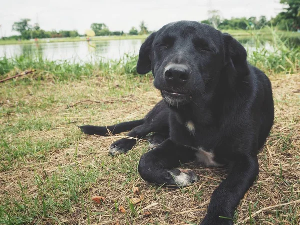 Niedlich Von Schwarzem Hund Auf Erde — Stockfoto