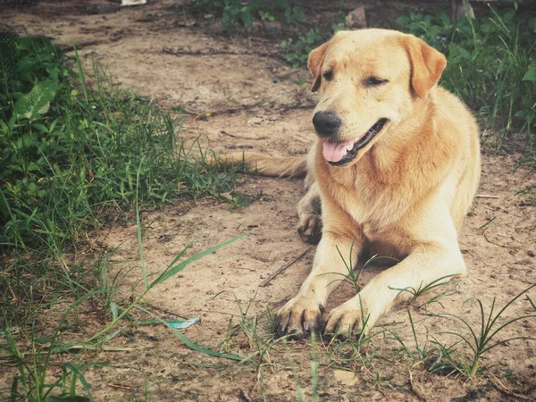 Bonito Cão Marrom Labrador — Fotografia de Stock