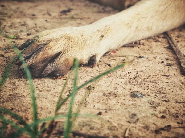 Köpek topraklarında ayak