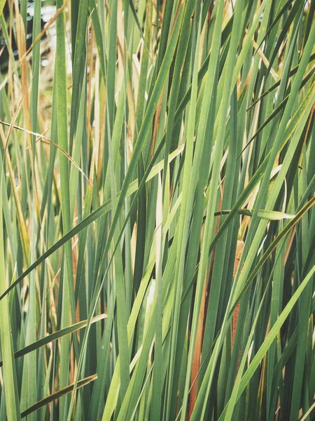 Green Vetiver Leaves Background Texture — Stock Photo, Image