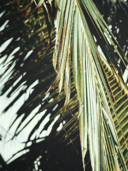 Hindistan cevizi hurma tropikal yaprak güzel