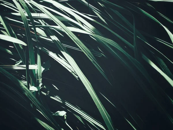 Arka plan veya doku yeşil vetiver bırakır