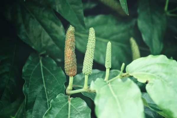 Indio Largo Pimienta Árbol — Foto de Stock