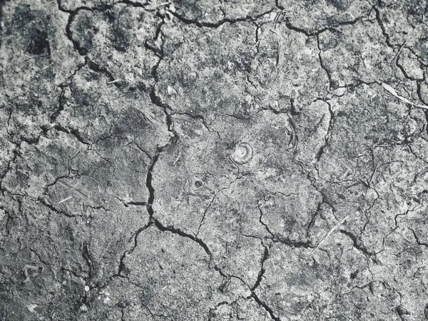 Dried Cracked Soil Background Texture — Stock Photo, Image