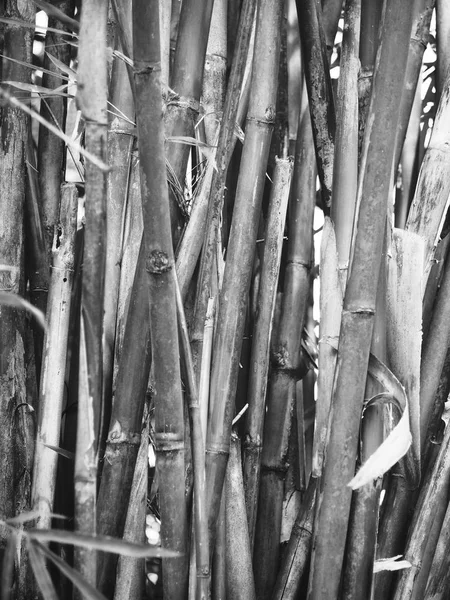 Fondo Textura Árbol Bambú Blanco Negro —  Fotos de Stock