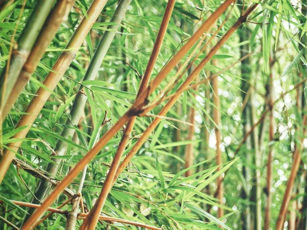 Bambu Träd Bakgrund Eller Konsistens — Stockfoto