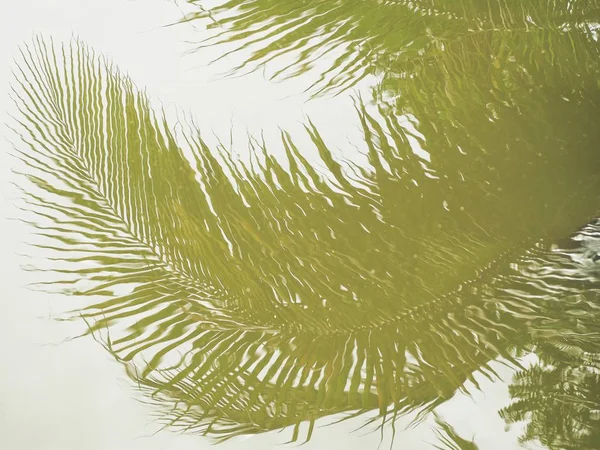 水にココナッツの葉の影 — ストック写真