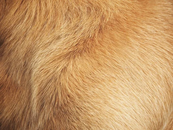 Kahverengi Köpek Kürk Arka Plan Veya Doku — Stok fotoğraf