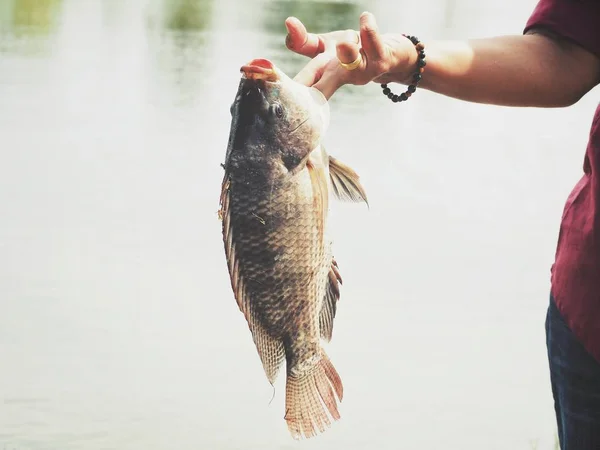 Čerstvé Ryby Ruku Rybář — Stock fotografie