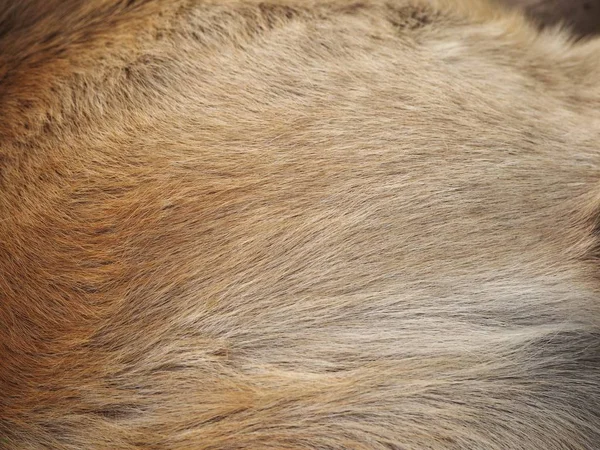 Kahverengi köpek kürk arka plan veya doku