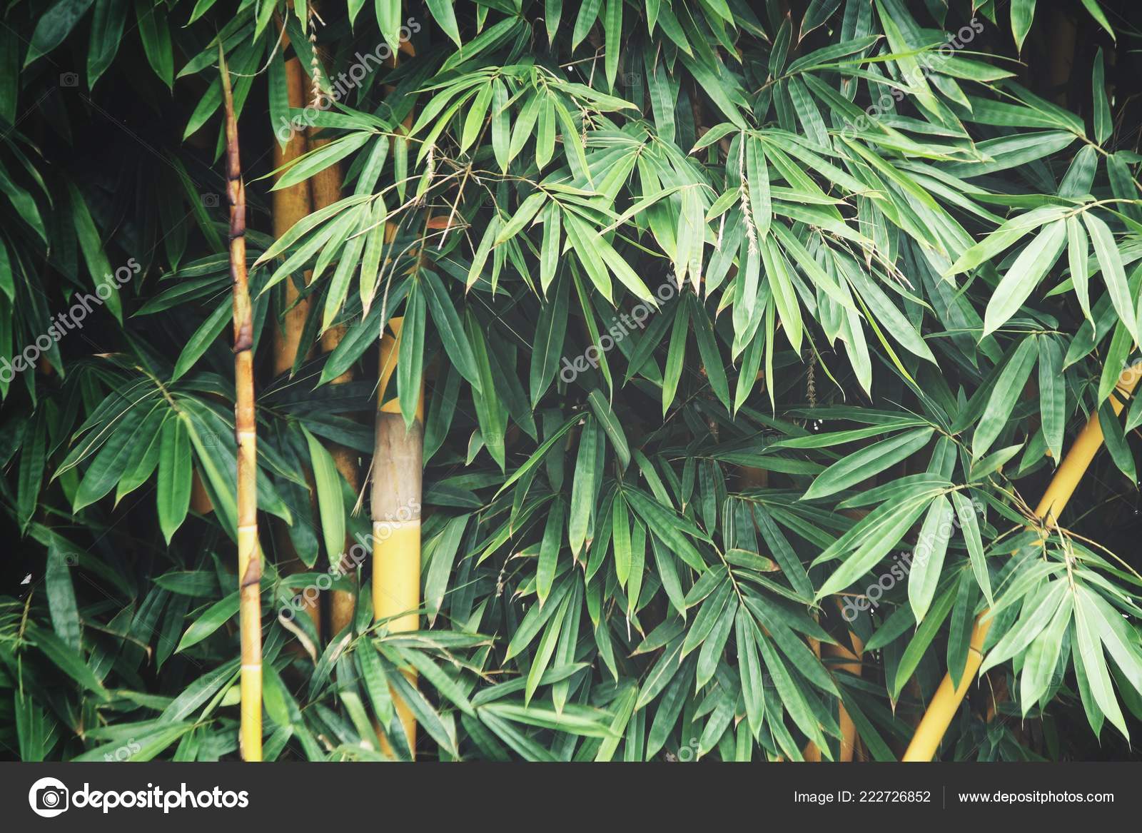 Bamboo Leaves Tree Background Stock Photo Image By C Luknaja