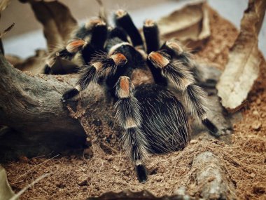 Örümcek tarantula arka plan üzerinde yakın çekim