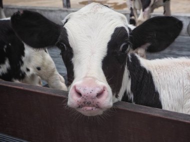 Buzağı arka planda, gruptaki yakın çekim