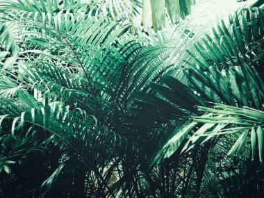 Güzel palm tropikal yaprak