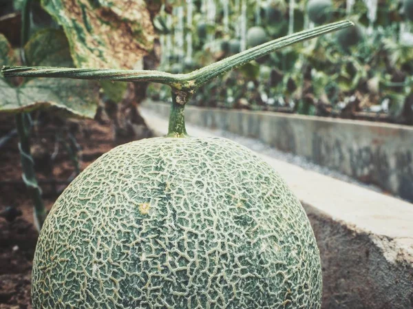 Cantaloupe Meloen Japanse Vrucht — Stockfoto