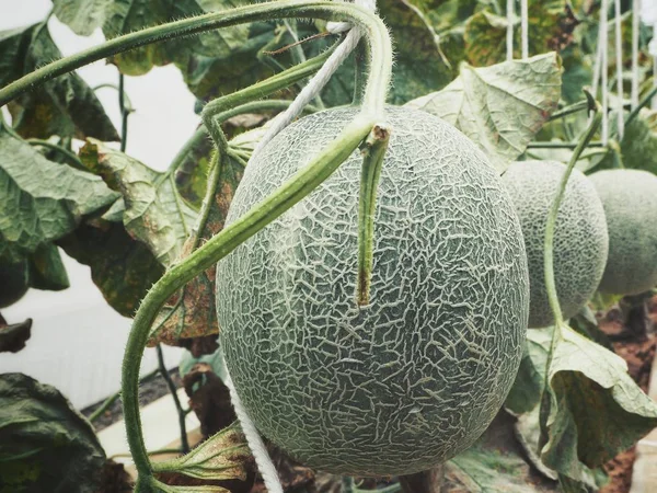 Melon Kantalupa Owoc Japoński — Zdjęcie stockowe