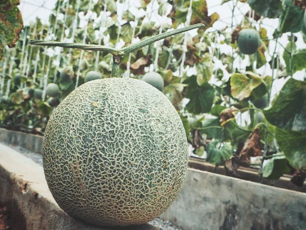 Meloun Kantalup Japonské Ovoce — Stock fotografie