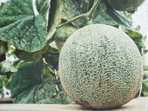 Melon Kantalupa Owoc Japoński — Zdjęcie stockowe